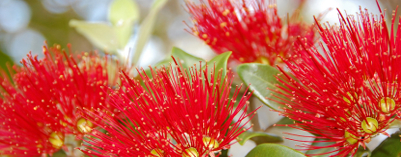 pohutukawa